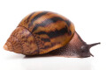 Achatina achatina achatina Ghana typ 1c semiadult 8cm